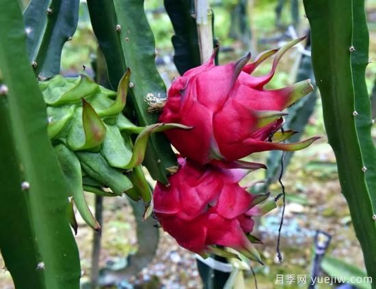 100種常見花卉的栽培大全，送給愛養(yǎng)花的你(圖82)