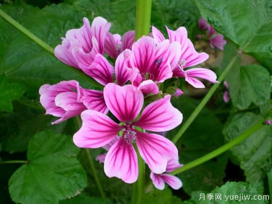 100種常見花卉的栽培大全，送給愛養(yǎng)花的你(圖84)