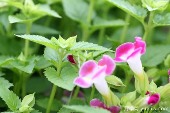 100種常見花卉的栽培大全，送給愛養(yǎng)花的你(圖85)