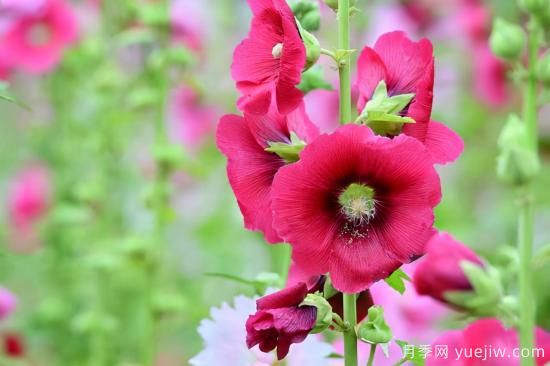 100種常見花卉的栽培大全，送給愛養(yǎng)花的你(圖86)