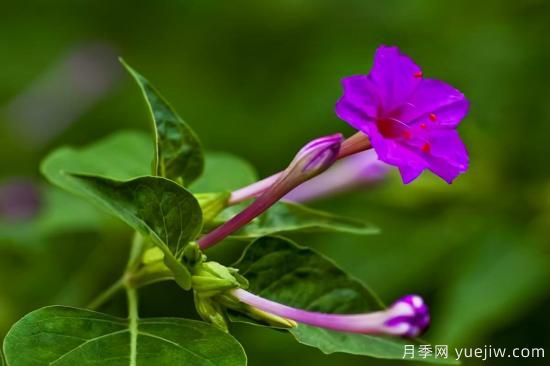 100種常見花卉的栽培大全，送給愛養(yǎng)花的你(圖88)