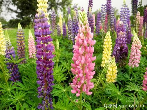 100種常見花卉的栽培大全，送給愛養(yǎng)花的你(圖87)