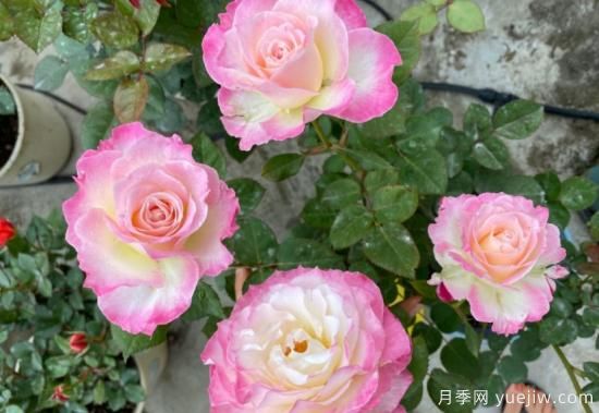 六翼天使月季，濃香高顏值分支多開花勤(圖3)