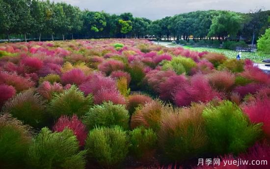 100種常見花卉的栽培大全，送給愛養(yǎng)花的你(圖89)