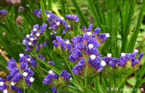 100種常見花卉的栽培大全，送給愛養(yǎng)花的你(圖92)