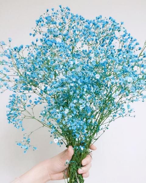 100種常見花卉的栽培大全，送給愛養(yǎng)花的你(圖93)