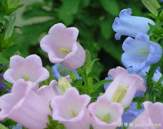 100種常見花卉的栽培大全，送給愛養(yǎng)花的你(圖95)