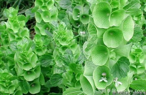 100種常見花卉的栽培大全，送給愛養(yǎng)花的你(圖97)