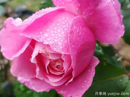 推薦高顏值且好養(yǎng)的10個藤本月季，看一眼就愛上(圖9)