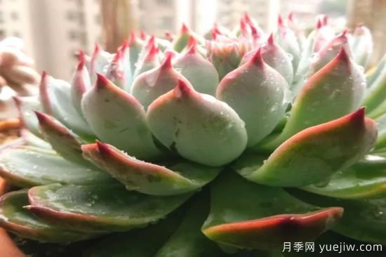 澆水上肥剪一波，做好養(yǎng)護(hù)讓居家植物安全過(guò)冬(圖1)