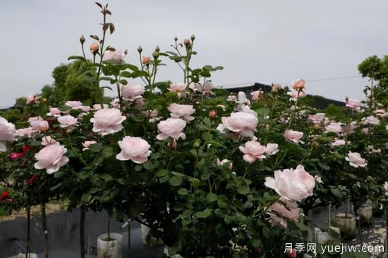 一個(gè)家里能栽得下去多少品種的月季？你想象不到(圖8)