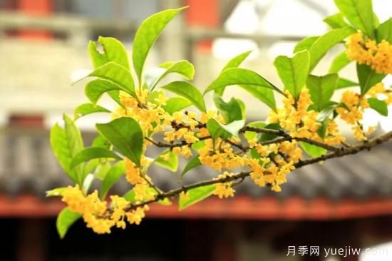 澆水上肥剪一波，做好養(yǎng)護(hù)讓居家植物安全過(guò)冬(圖3)
