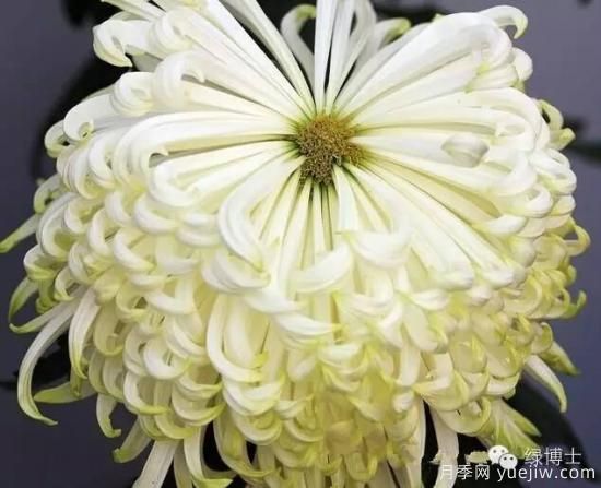 識花瓣，辨花型...快收好這份賞菊“門道”(圖7)