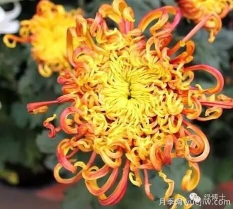 識花瓣，辨花型...快收好這份賞菊“門道”(圖23)