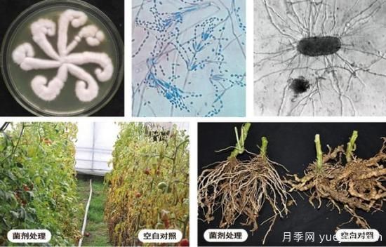 植物根結(jié)線蟲病難對(duì)付？生物農(nóng)藥有辦法(圖1)