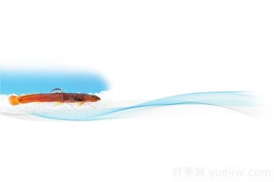 鸛河荷馬條鰍 河南**個(gè)產(chǎn)權(quán)“自己的魚”(圖1)
