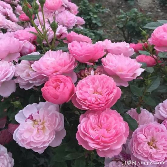 大花微月中的極品，鈴之妖精粉嫩可愛，太漂亮了(圖3)