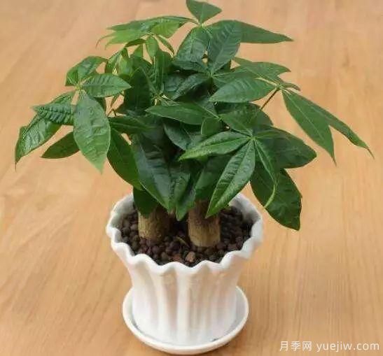 發(fā)財(cái)樹***容易養(yǎng)死的幾大原因，避開才能養(yǎng)的好！(圖1)