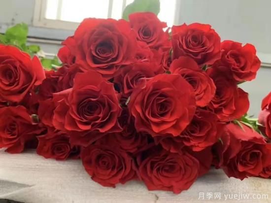 紅色切花月季經(jīng)典主流，推薦十種經(jīng)典常見的紅玫瑰(圖5)