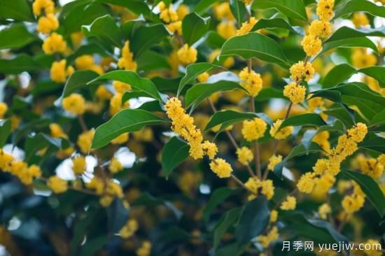 50句靜美詩詞，讀一卷詩書，賞一窗風(fēng)月(圖1)