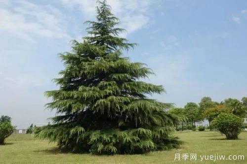 大樹裸根移植法，快來學(xué)學(xué)！(圖1)