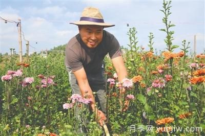 曲靖富源：聞著花香打工掙錢(qián)(圖1)