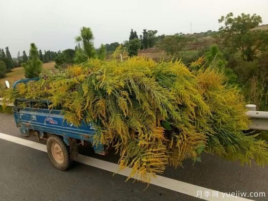 加拿大一枝黃花入侵我國15省，生態(tài)殺手要鏟除(圖2)