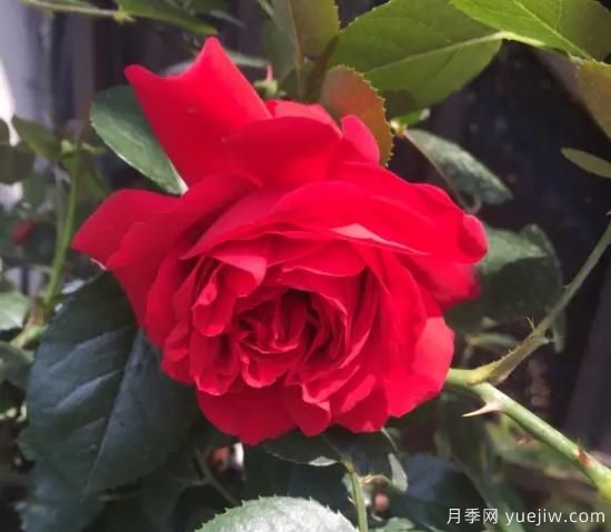 弗洛倫蒂娜、大游行、亞伯拉罕、藍(lán)色陰雨等藤本月季的優(yōu)缺點(diǎn)是什么？(圖1)
