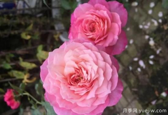 弗洛倫蒂娜、大游行、亞伯拉罕、藍(lán)色陰雨等藤本月季的優(yōu)缺點(diǎn)是什么？(圖3)