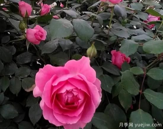 弗洛倫蒂娜、大游行、亞伯拉罕、藍(lán)色陰雨等藤本月季的優(yōu)缺點(diǎn)是什么？(圖2)