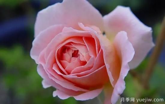 弗洛倫蒂娜、大游行、亞伯拉罕、藍(lán)色陰雨等藤本月季的優(yōu)缺點(diǎn)是什么？(圖4)