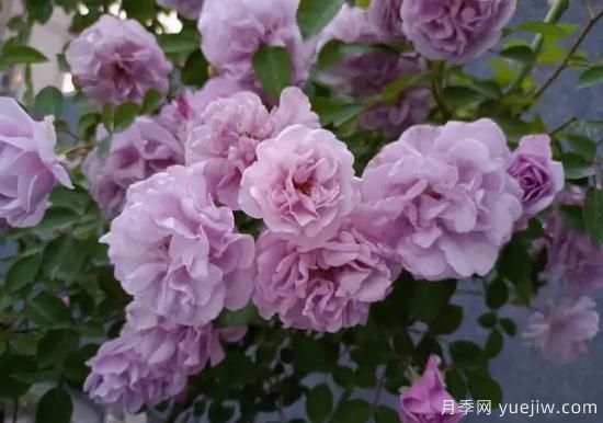 弗洛倫蒂娜、大游行、亞伯拉罕、藍(lán)色陰雨等藤本月季的優(yōu)缺點(diǎn)是什么？(圖5)