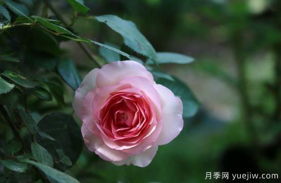 弗洛倫蒂娜、大游行、亞伯拉罕、藍(lán)色陰雨等藤本月季的優(yōu)缺點(diǎn)是什么？(圖6)