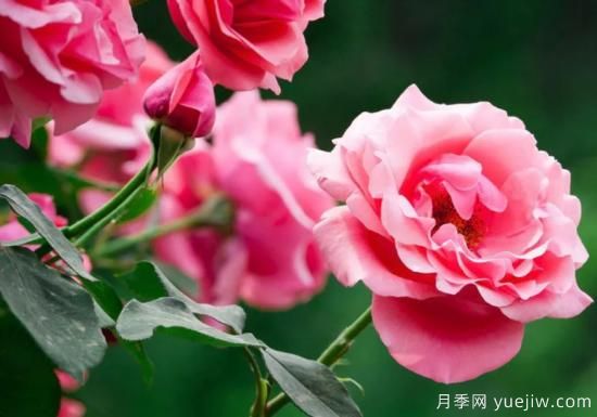 月季和玫瑰如何區(qū)分？圖解科普很詳細(xì)(圖1)