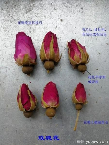月季和玫瑰如何區(qū)分？圖解科普很詳細(xì)(圖3)