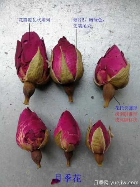 月季和玫瑰如何區(qū)分？圖解科普很詳細(xì)(圖4)