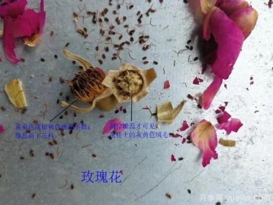 月季和玫瑰如何區(qū)分？圖解科普很詳細(xì)(圖6)