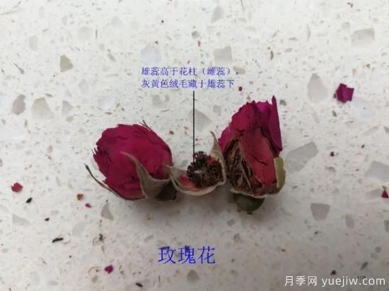 月季和玫瑰如何區(qū)分？圖解科普很詳細(xì)(圖8)