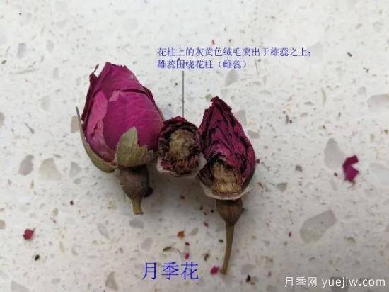 月季和玫瑰如何區(qū)分？圖解科普很詳細(xì)(圖9)