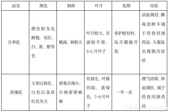 月季和玫瑰如何區(qū)分？圖解科普很詳細(xì)(圖14)