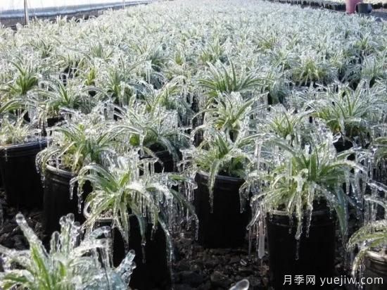 植物受凍后，怎么高效救治？(圖1)
