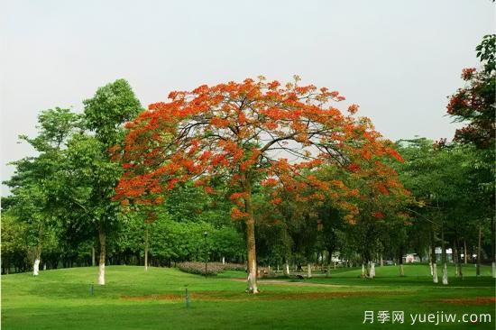 苗木中的精品！這6種高顏值苗木你家苗圃有嗎？(圖2)