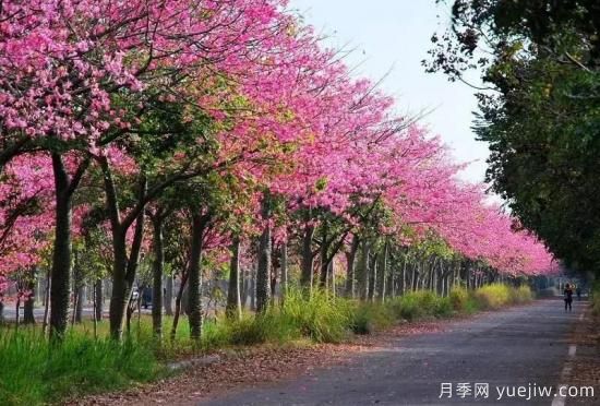 苗木中的精品！這6種高顏值苗木你家苗圃有嗎？(圖4)