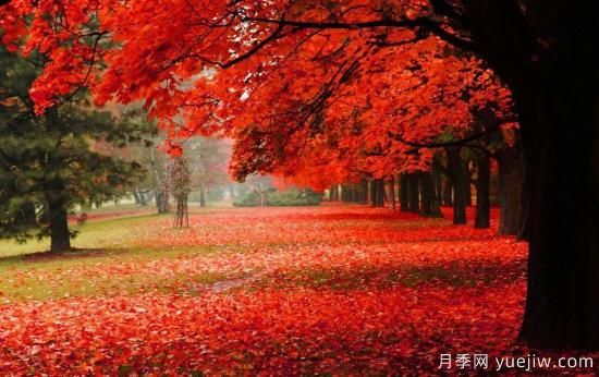苗木中的精品！這6種高顏值苗木你家苗圃有嗎？(圖3)