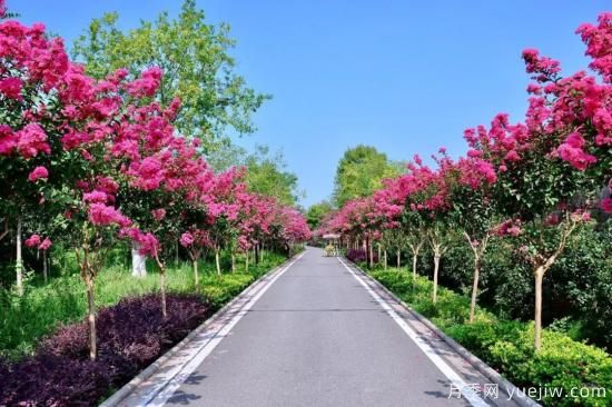 苗木中的精品！這6種高顏值苗木你家苗圃有嗎？(圖5)