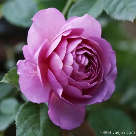 淘汰掉的6款藤本月季，經(jīng)典就是適合的嗎？(圖4)