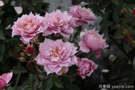 初冬月季花苞打不開，可能是這些原因，有什么應(yīng)對(duì)措施(圖3)