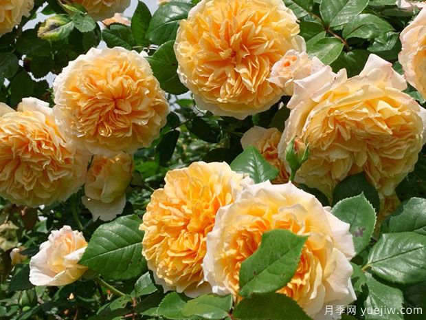 推薦8種藤本月季，抗病性強(qiáng)好養(yǎng)好看愛開花(圖1)