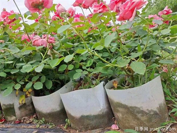 怎樣防止南陽月季脫腳？脫腿養(yǎng)護(hù)措施是什么？(圖1)