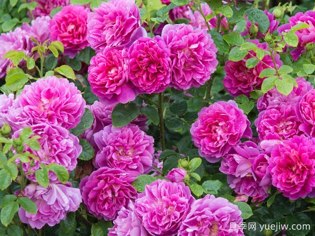 秋季月季花期如何延長？養(yǎng)護(hù)月季關(guān)鍵技巧(圖1)